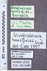 Etikette zu Singhalenus horsfieldi (NHMW-ZOO-COL-0010460)